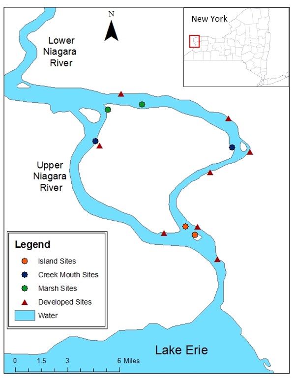 Upper Niagara River Fishing Map Graduate Student Projects | Emerald Shiner Project | Suny Buffalo State  College