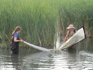 Two people wearing waders pulling a net through shallow water by wetland plants